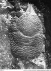 Historisches Foto von Cracensigillatus acutirostris (Moericke, 1889) (NHMW-AFW-GEO-BACHMAYER-FOTO-1990-0041-1688)